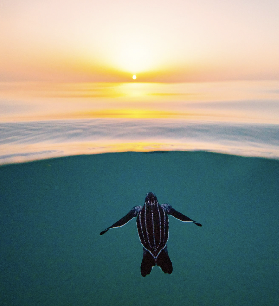 Baby Leatherback