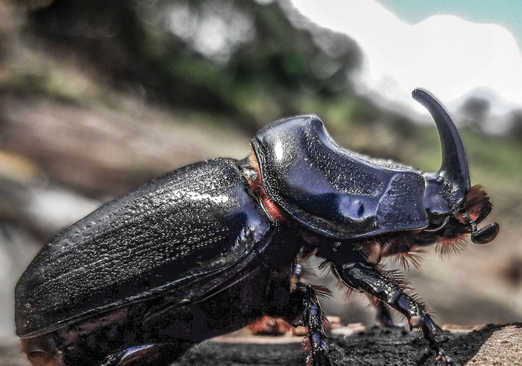 Coconut Rhinoseros Beetle