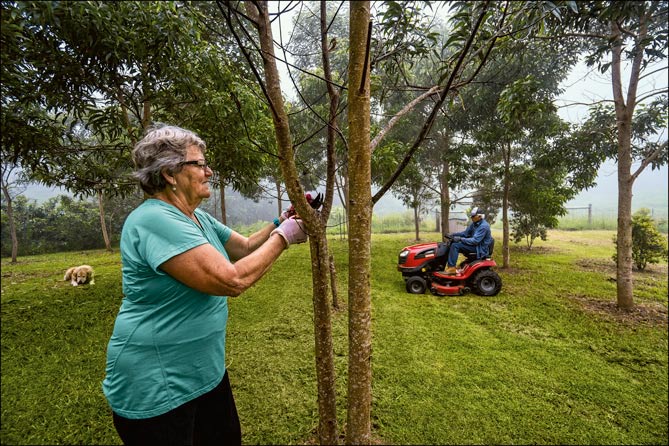 Dianne Higgins pruning a young koa tree