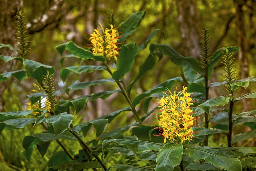 Invasive kähili ginger flowers, native to the Himalayas but considered invasive in Hawaii